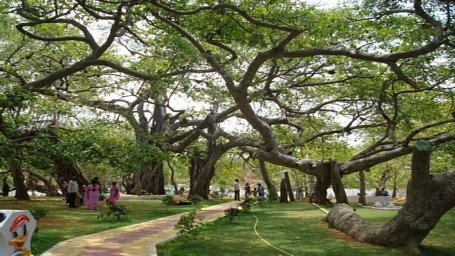 पिल्लालामार्री बरगद का पेड़