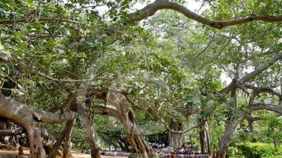 पिल्लालामार्री बरगद का पेड़