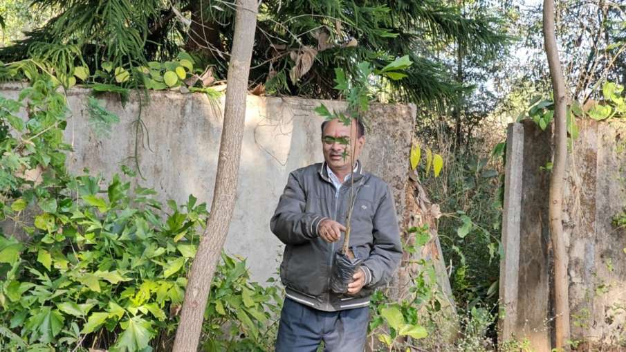 Bastar, Medicinal plant Bastar, Medicinal plant
