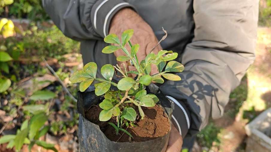 Bastar medicinal plant Bastar medicinal plant