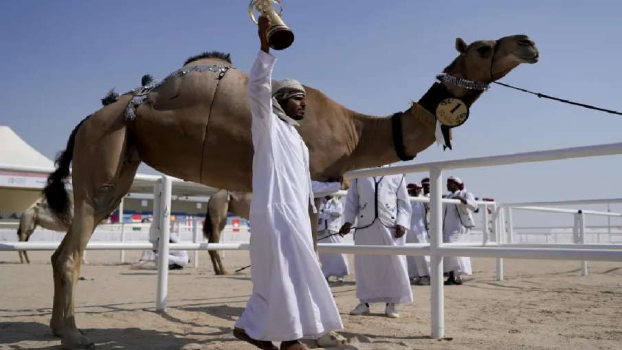 सऊदी अरब में ऊंटों के लिए पासपोर्ट योजना जारी (प्रतीकात्मक तस्वीर)
