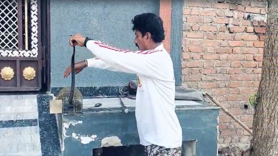 पिंजरे से सांप को बाहर निकालते हुए स्नेक कैचर।