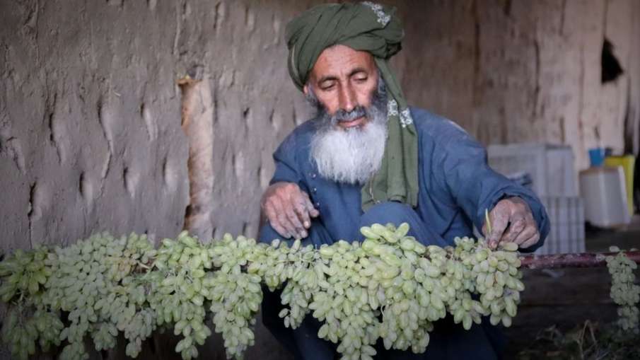 Afghanistan Grape Farmers Crisis, Pakistan Afghanistan Border Closure