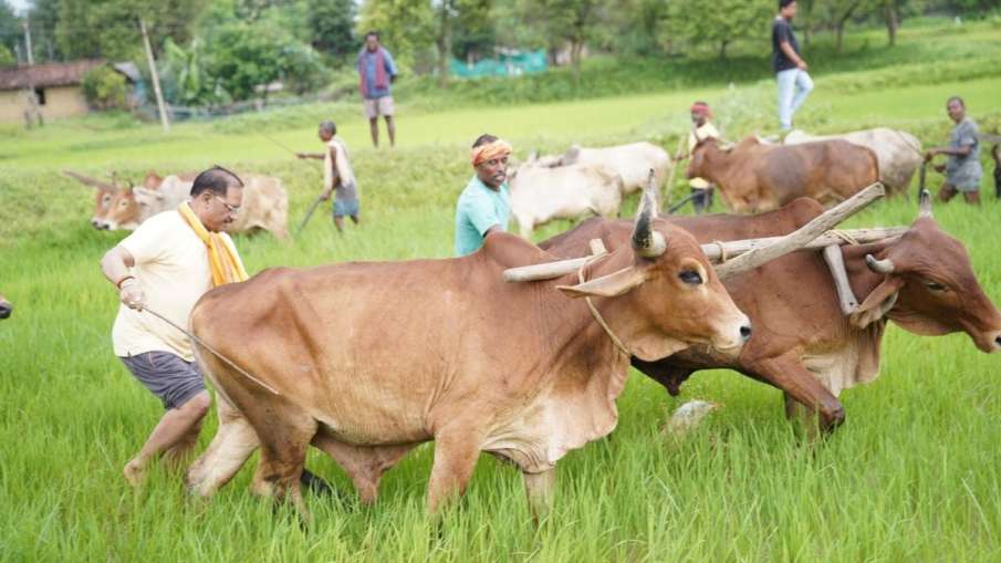 बगिया के खेत में दिखें मुख्यमंत्री साय