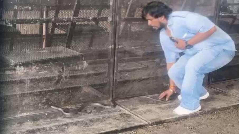 रेस्क्यू करते हुए स्नेक कैचर।