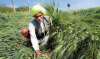 बेमौसम बारिश से किसानों को 20,000 करोड़ का नुकसान, गेहूं की फसल 40 फीसदी तक हुई बर्बाद- India TV Paisa