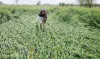 Crop Damage: किसानों पर बेमौसम बारिश की मार, पंजाब और हरियाणा में गेहूं की फसल को नुकसान- India TV Paisa