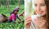 Price Hike Soon: अगले महीने से चाय की चुस्‍की पड़ेगी महंगी, केन्‍या में सूखे की वजह से 10-15 रुपए/किलो बढ़ेंगी कीमतें- India TV Hindi