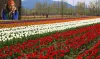 tulip garden- India TV Hindi