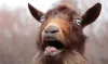 goat- India TV Hindi