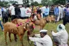 Muslim clerics demand guidelines to be followed while making sacrifice during Bakrid- India TV Hindi