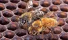 Africanized bees- India TV Paisa