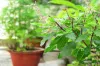 Vastu Tips do not plant basil plant even if you forget in the south direction,वास्तु टिप्स  दक्षिण द- India TV Hindi
