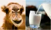 Camel milk benefits- India TV Hindi