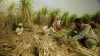 Sugarcane Farmers- India TV Paisa
