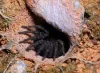  43-year-old spider dies in Australia- India TV Hindi
