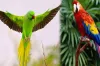 parrot- India TV Hindi