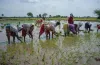 Kharif sowing picks momentum, sugarcane area surpasses 5 million hectare- India TV Paisa