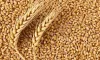 Wheat procurement- India TV Hindi