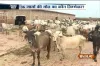 36 cows found dead at cowshed in Dwarka, Delhi govt orders inquiry- India TV Hindi