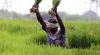 Government hikes MSP for Kharif crops for 2018-19 marketing season- India TV Paisa