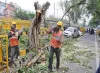 NGT stays tree felling for redevelopment project in South...- India TV Hindi