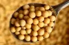 China likely to purchase Soybean meal from Maharastra- India TV Hindi