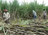 Sugarcane- India TV Hindi