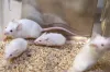 rats- India TV Hindi