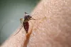 Dengue cases mount to 650 in Delhi- India TV Hindi