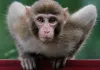 Monkey- India TV Hindi