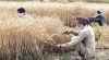 rabi crop- India TV Paisa