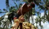 coconut growers- India TV Hindi