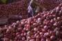 onion export- India TV Paisa