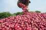 farmer gets 51 paise per kg for his onions, sends money to...- India TV Paisa