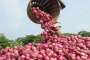 Nashik farmer again writes to PMO, dubs report of low-quality onions as 'false' | AP File- India TV Paisa