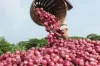 Nashik farmer again writes to PMO, dubs report of low-quality onions as 'false' | AP File- India TV Paisa
