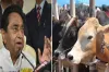 Madhya Pradesh govt to open 1,000 cow shelters- India TV Hindi