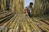 Sugarcane farmer - India TV Hindi