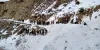 हिमाचल हिमस्खलन: 5 सैनिक अभी भी लापता, खराब मौसम के कारण खोज अभियान रुका- India TV Hindi