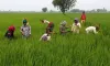 Harvesting in jhabua- India TV Hindi