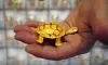 Gold prices fall Rs 405 on muted demand- India TV Paisa
