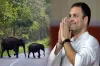 वायनाड में राहुल गांधी नहीं, हाथियों का आतंक है स्थानीय आदिवासियों के लिए बड़ा मुद्दा - India TV Hindi
