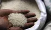 Basmati Rice Exports On Record High In FY19- India TV Hindi