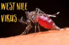 West nile fever- India TV Hindi