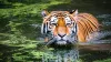 States with highest numbers of tigers in India- India TV Paisa