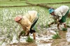Kharif sowing hit by deficit rains; acreage down 27 per cent so far - India TV Hindi
