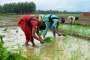 Kharif Sowing reduced 9 percent compared to last year- India TV Paisa