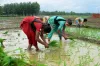 Kharif Sowing reduced 9 percent compared to last year- India TV Hindi
