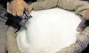 Sugar output may drop 14 pc to 28.2 MT in next marketing year- India TV Hindi